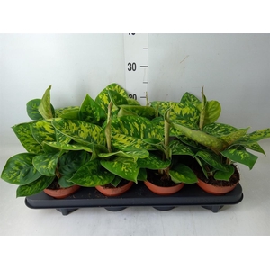 Homalomena wal. 'Camouflage'