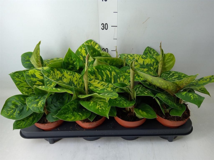 <h4>Homalomena wal. 'Camouflage'</h4>