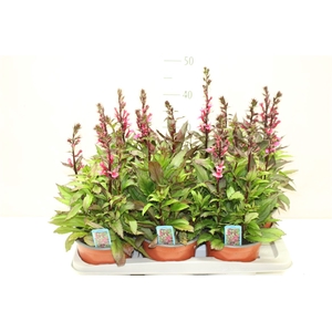 Lobelia Fan Cinnabar