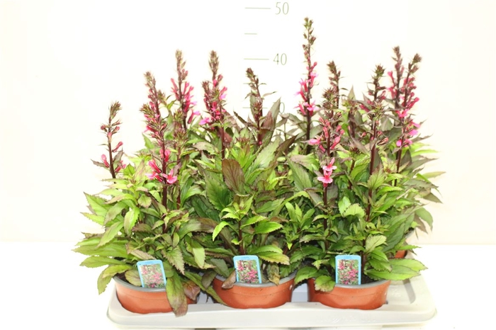 <h4>Lobelia Fan Cinnabar</h4>