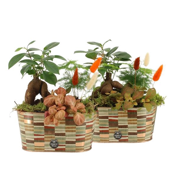 <h4>41580: Treasure time arrangement</h4>