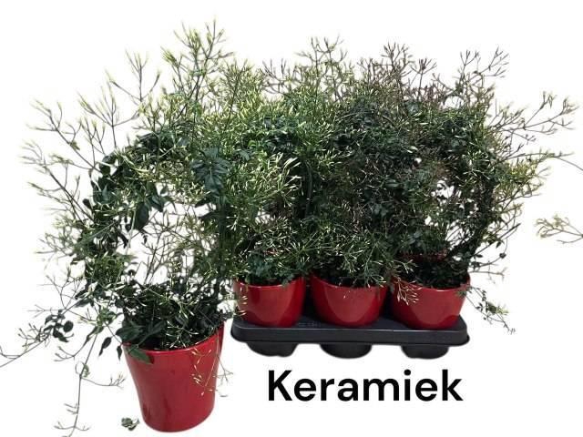 <h4>JASM POLYANTHUM WIT</h4>