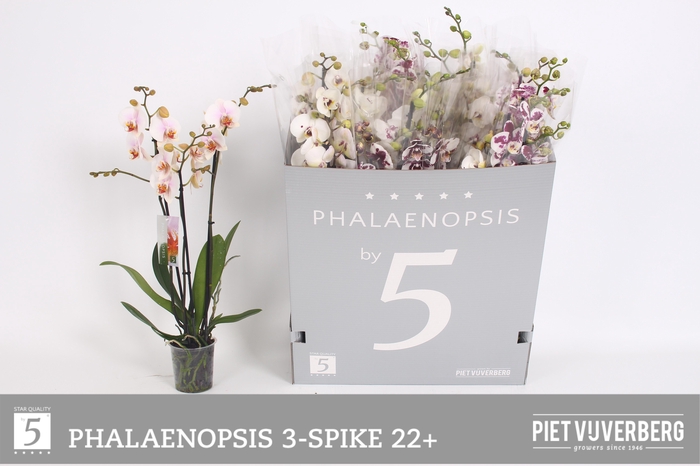 <h4>Phal Ov Wit</h4>