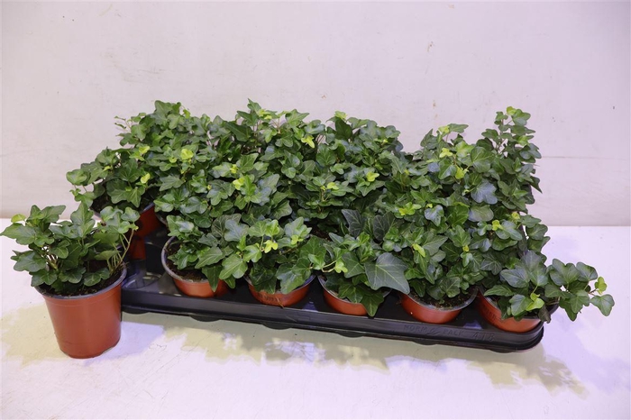 <h4>arr8 Hed He Wonder</h4>