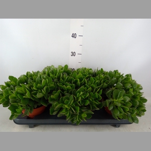 Crassula ovata 'Sunset'