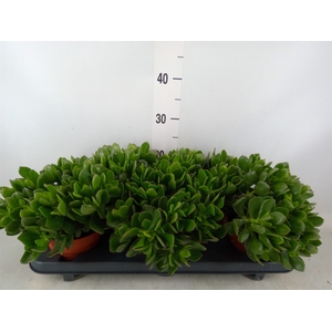 Crassula ovata 'Sunset'