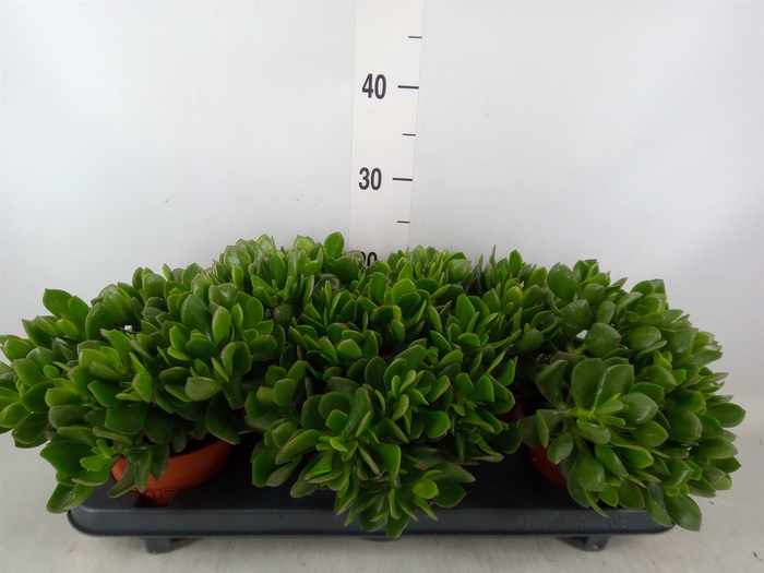 <h4>Crassula ovata 'Sunset'</h4>