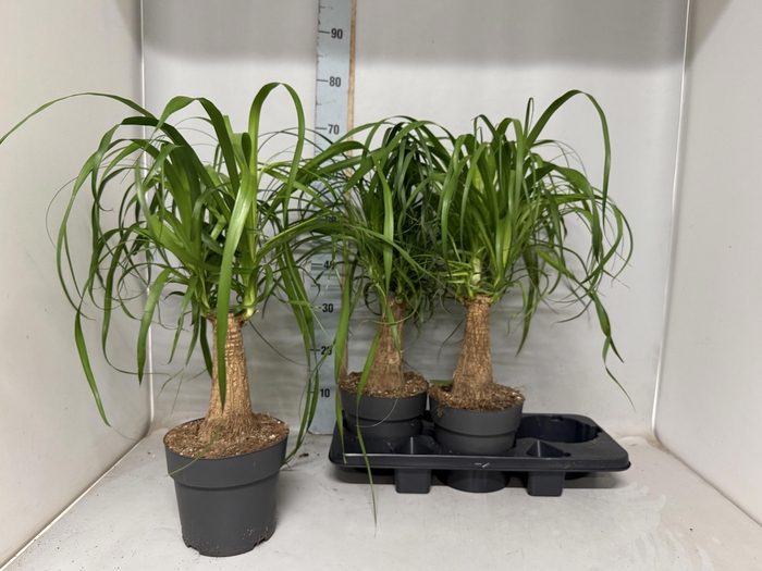 <h4>BEAUCARNEA RECUR</h4>