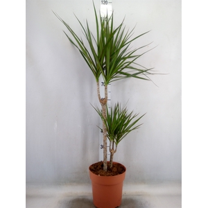 Dracaena marg.