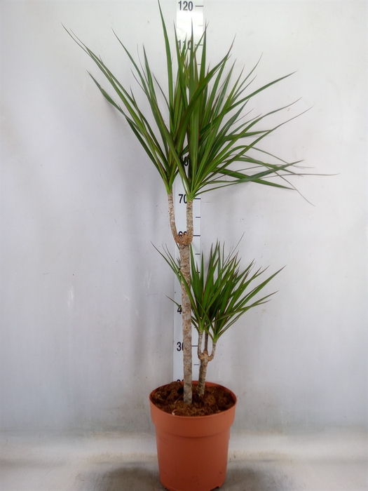 <h4>Dracaena marg.</h4>