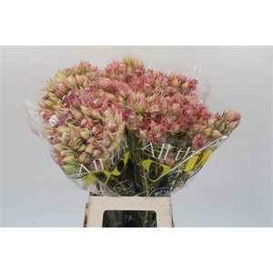 Serruria Bridal Pink