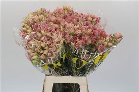 <h4>Serr Bridal Pink</h4>