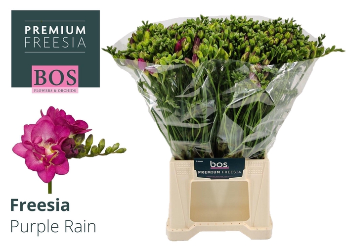 <h4>FR DU PURPLE RAIN</h4>