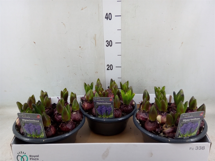 <h4>Hyacinthus orie. 'Blue Star'</h4>