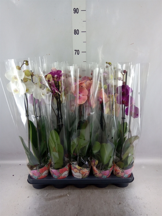 <h4>Phalaenopsis   ...mix  5</h4>