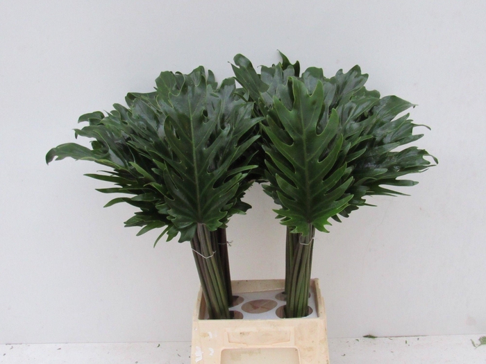 <h4>PHILOD XANADU</h4>