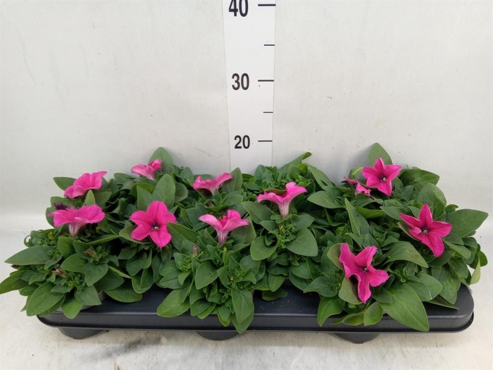 <h4>Petunia   ...</h4>