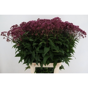 EUPAT PURPUREUM