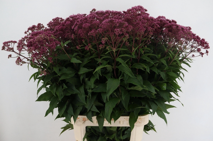 <h4>EUPAT PURPUREUM</h4>