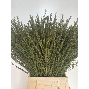 Cytisus Boskoop Ruby