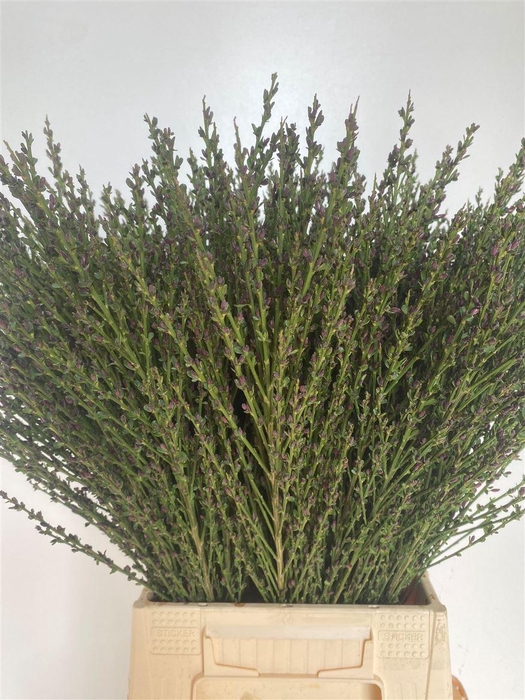 <h4>Cytisus Boskoop Ruby</h4>