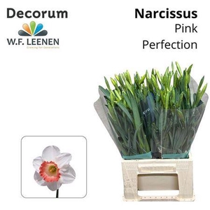 Narc Pink Perfection