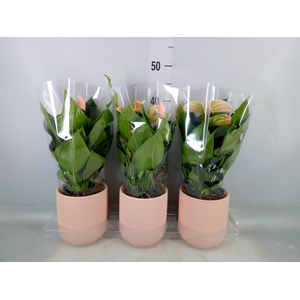 Anthurium andr. 'Joli Peach'