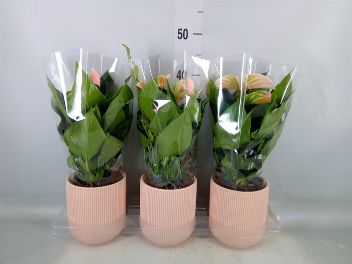 <h4>Anthurium andr. 'Joli Peach'</h4>