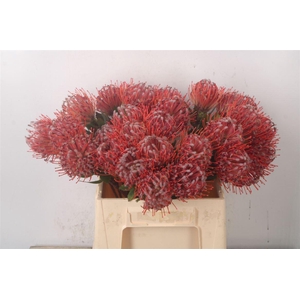 Leuco Co Scarlet Ribbon Red