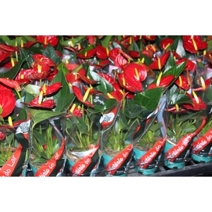 ANTHURIUM RED SUCCESS P09