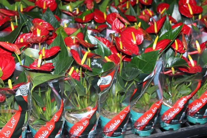 ANTHURIUM RED SUCCESS P09
