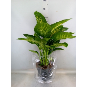Dieffenbachia seg. 'Reeva'