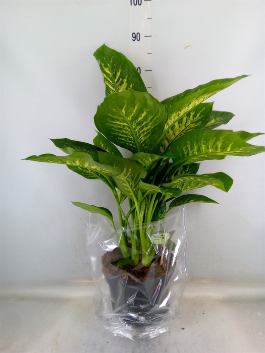 <h4>Dieffenbachia seg. 'Reeva'</h4>