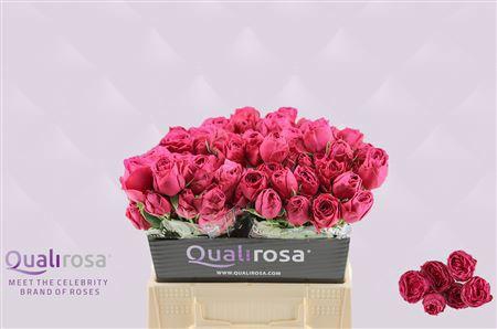 <h4>R TR HOT PINK LACE</h4>