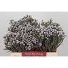 Kaaps Groen Silver Brunia