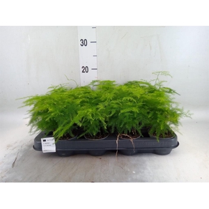 Asparagus setaceus