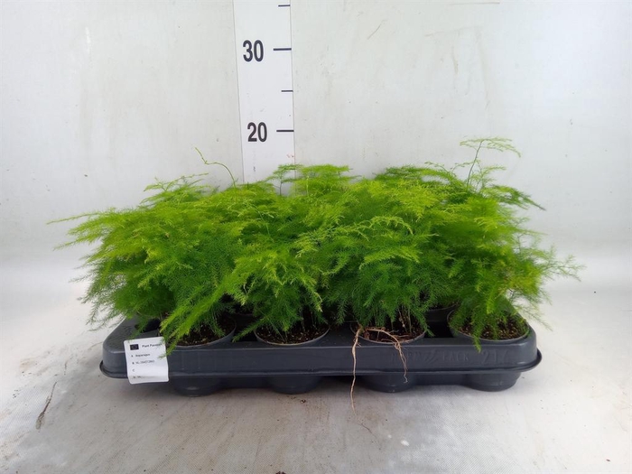 <h4>Asparagus setaceus</h4>