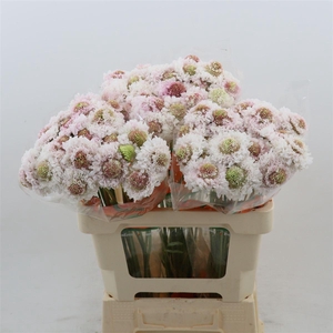 Scabiosa atropurpurea Bon Bon Scoop Punch