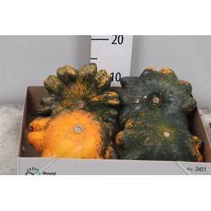 Cucurbita Fl Saucer