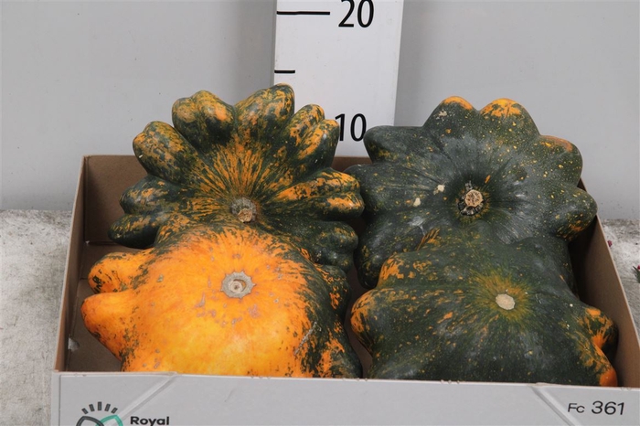 <h4>Cucurbita Fl Saucer</h4>