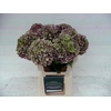 Hydrangea rodeo classic