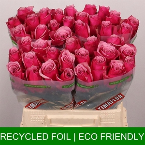 R Gr Majestic Athena