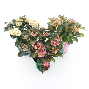 Hydrangea macr. Black Diamonds® MIX C5 (23cm.) Kn.