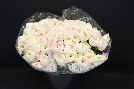 <h4>Cloni X Hanoi X100</h4>