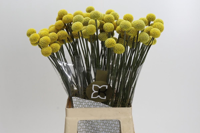 <h4>Craspedia globosa Paintball Jumbo</h4>