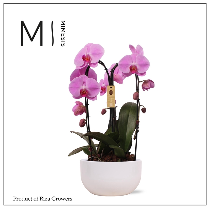 <h4>Phalaenopsis Arrangement Crown Pink 3 spike - 26cm in Saskia White | Mimesis</h4>