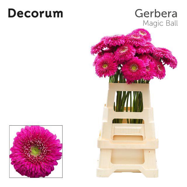 <h4>Gerbera Pomponi Magic Ball Water x40 Lang</h4>