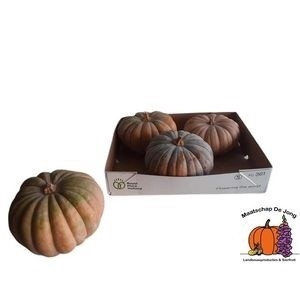 <h4>CUCURBITA MO HAYATO</h4>