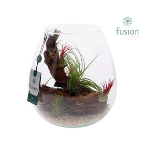 Green Bottle Abby Large met Tillandsia Air Plants