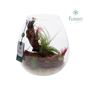 Green Bottle Abby Large met Tillandsia Air Plants